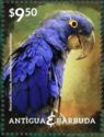 Hyacinth Macaw (Anodorhynchus hyacinthinus)